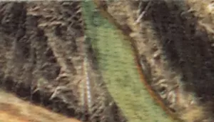 Water & Woods Adjustable Dog Collar