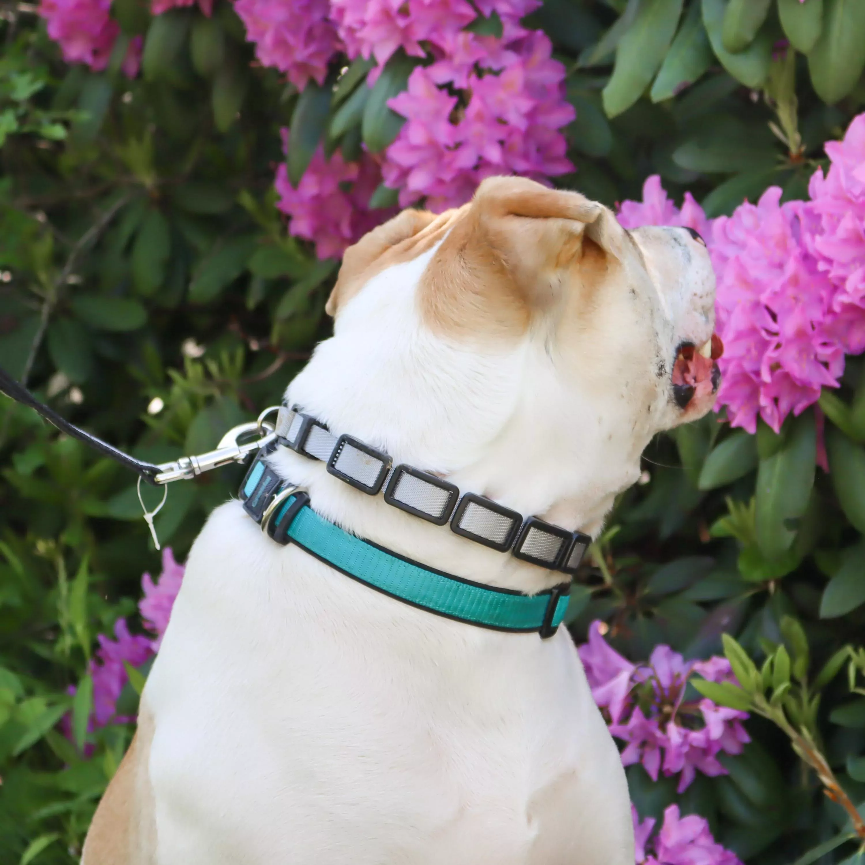 A white dog with short fur is standing outdoors in front of pink flowers while wearing a gray training collar. The collar is made of linked gray segments with black padded interiors. A leash attaches to a metal ring on the back of the collar.