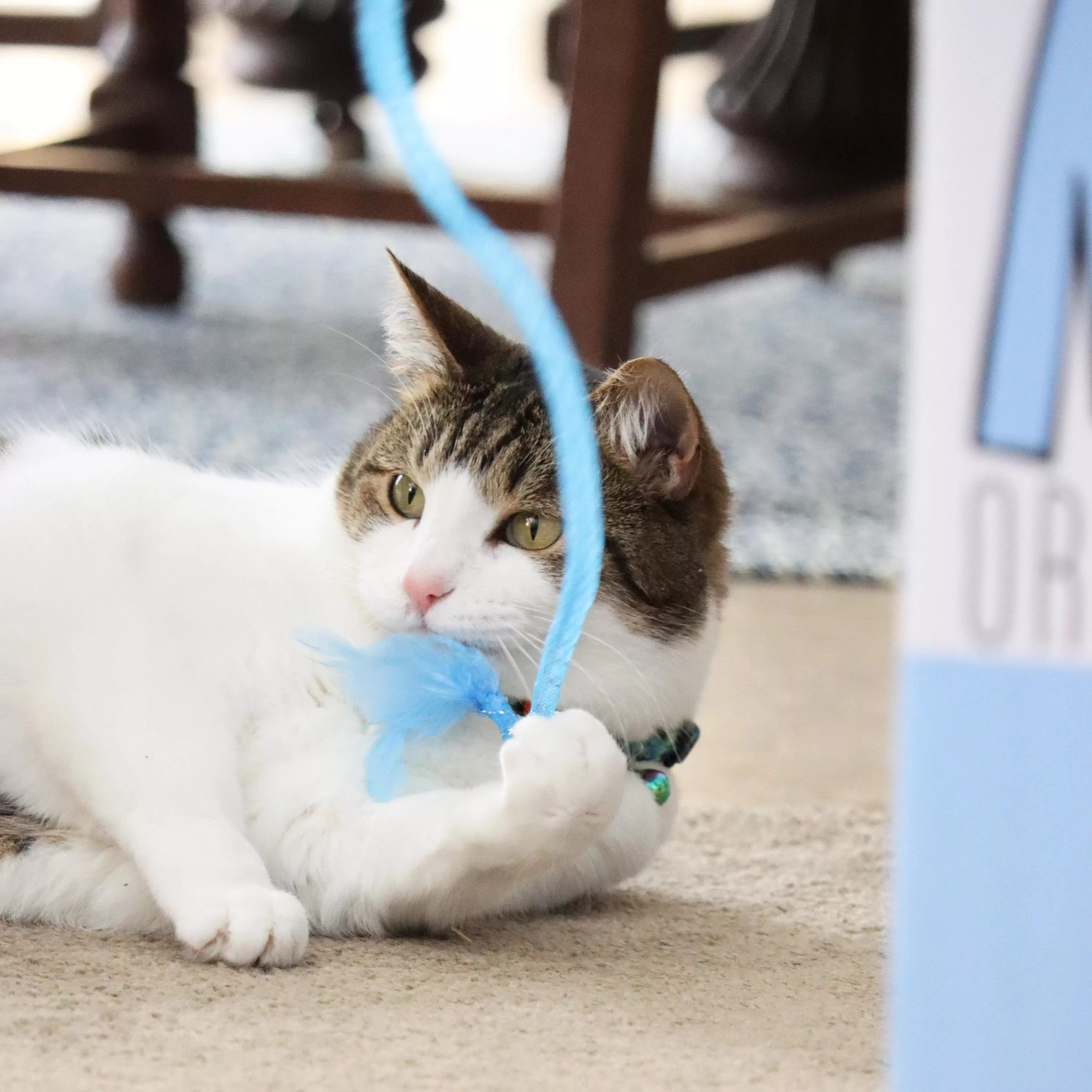 A cat lies on its side on a tan floor, holding a blue feathered wand toy between its front paws while looking toward it.