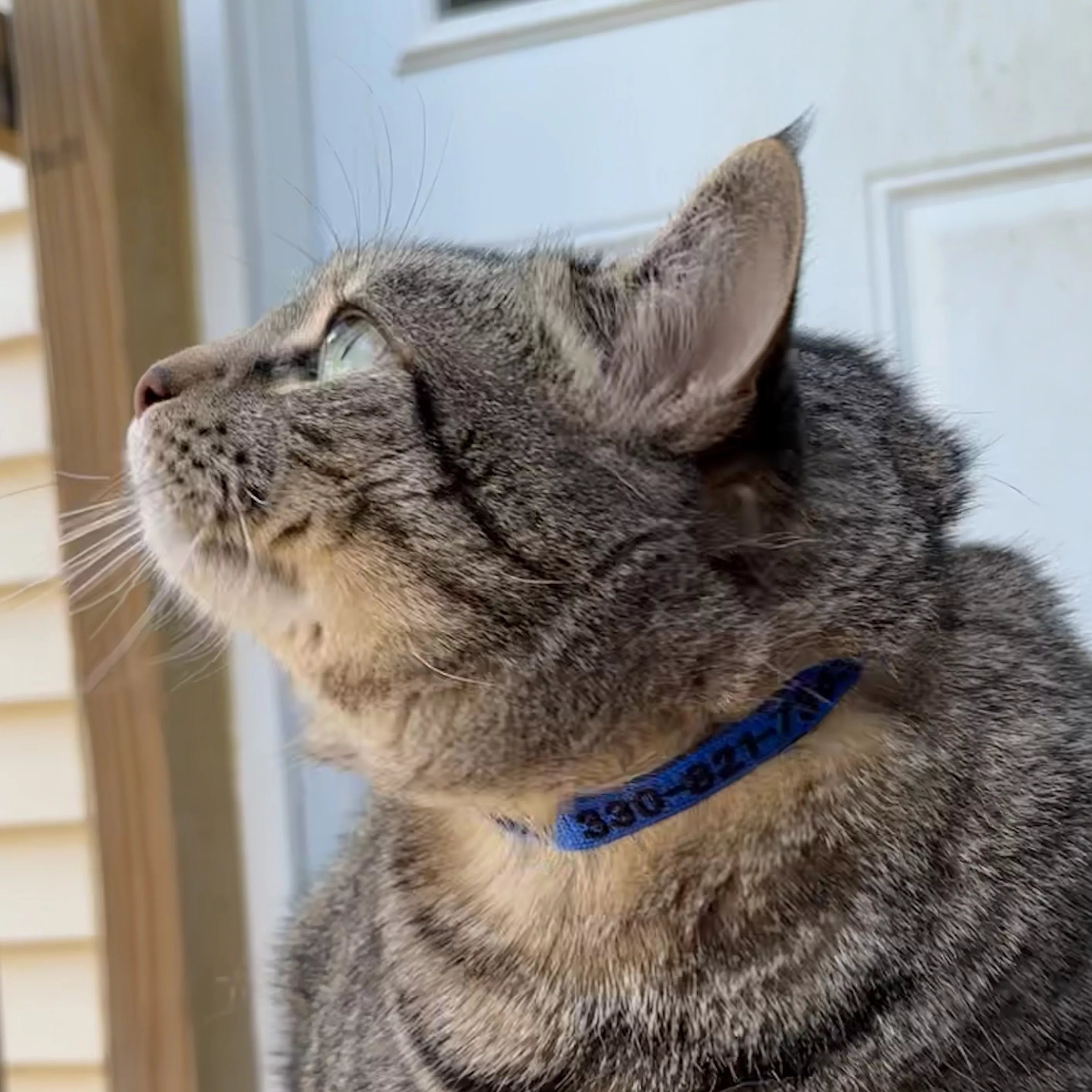 Gray tabby cat wearing a blue personalized collar with embroidered text.