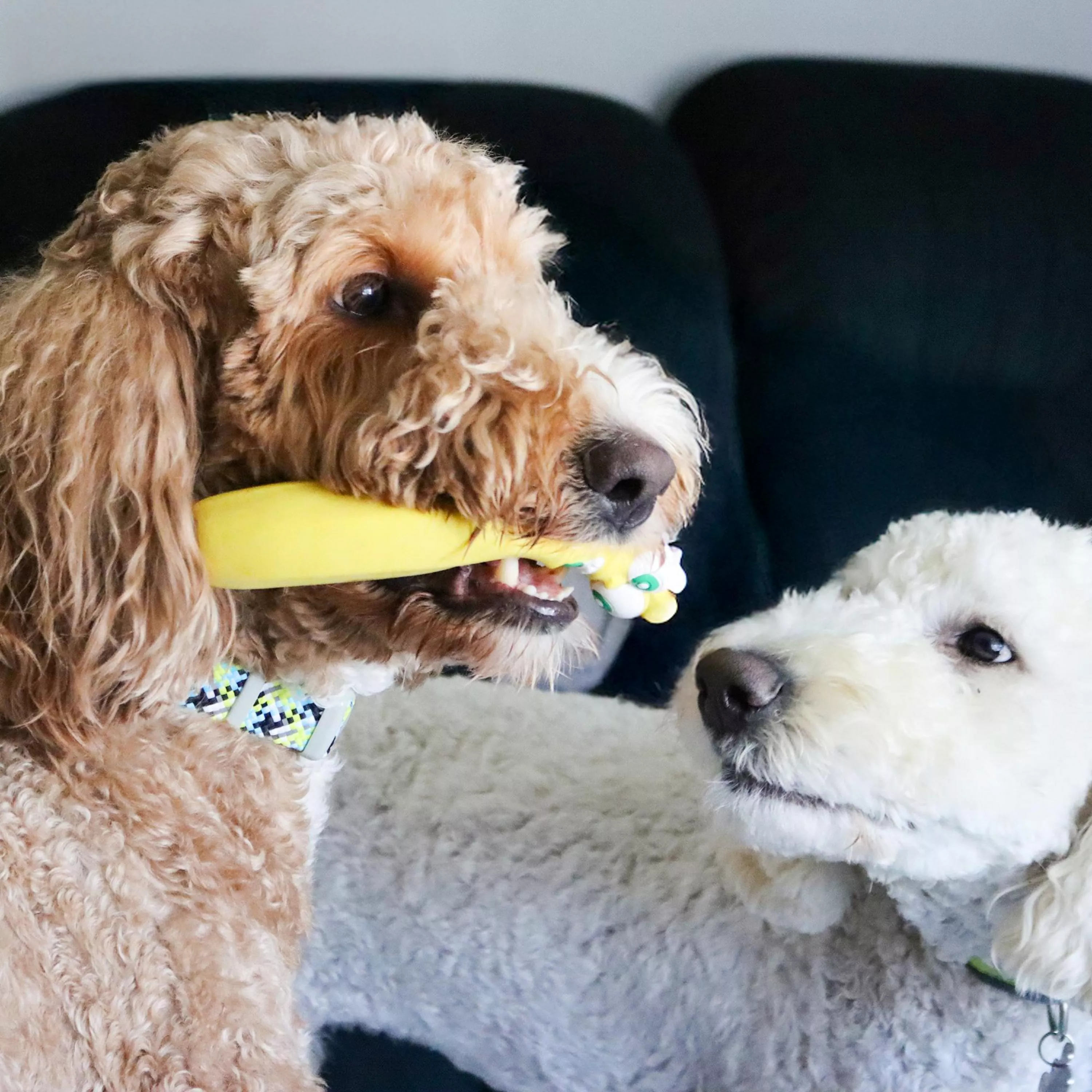 83184  R YLWDOG_4-2.jpg