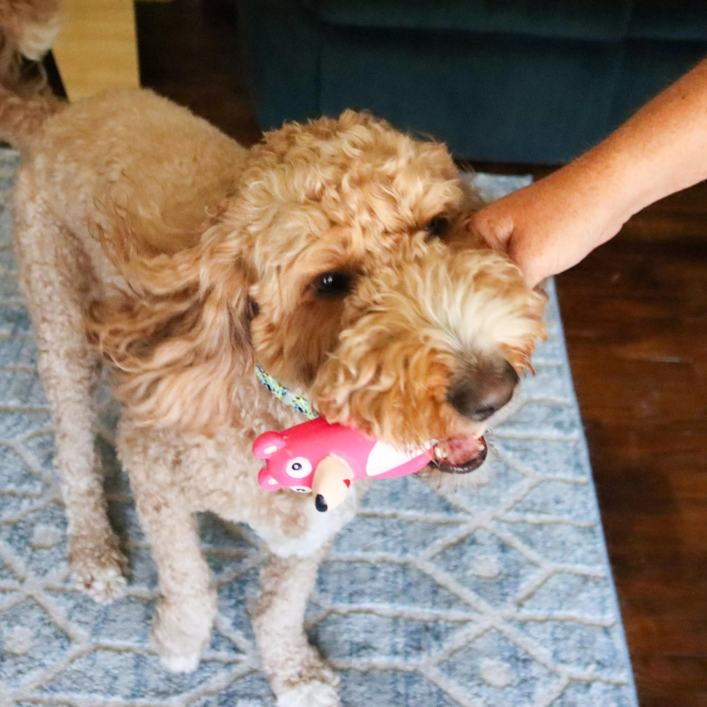 83189  R PNKDOG_3-2.jpg