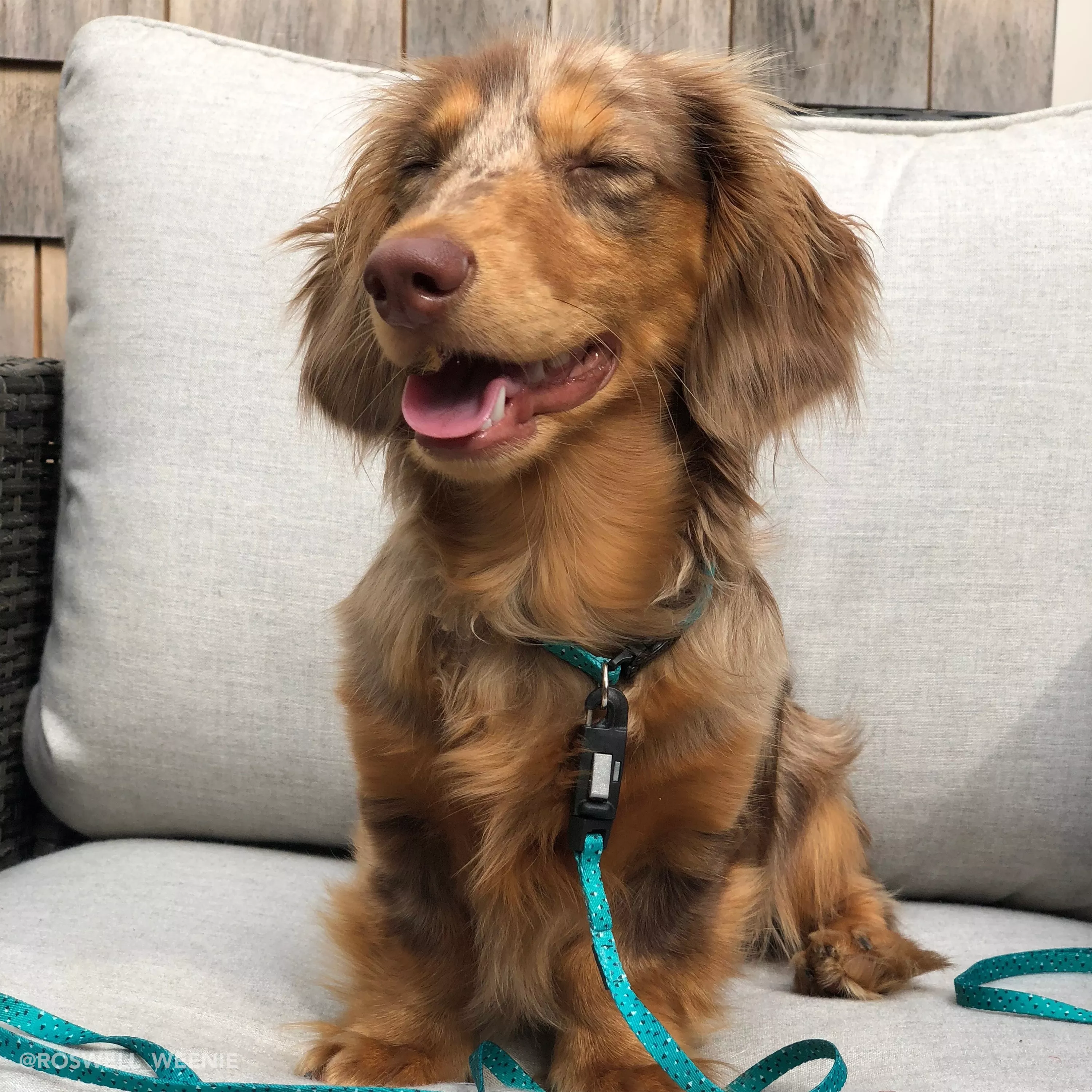 roswell_weenie 4.jpg