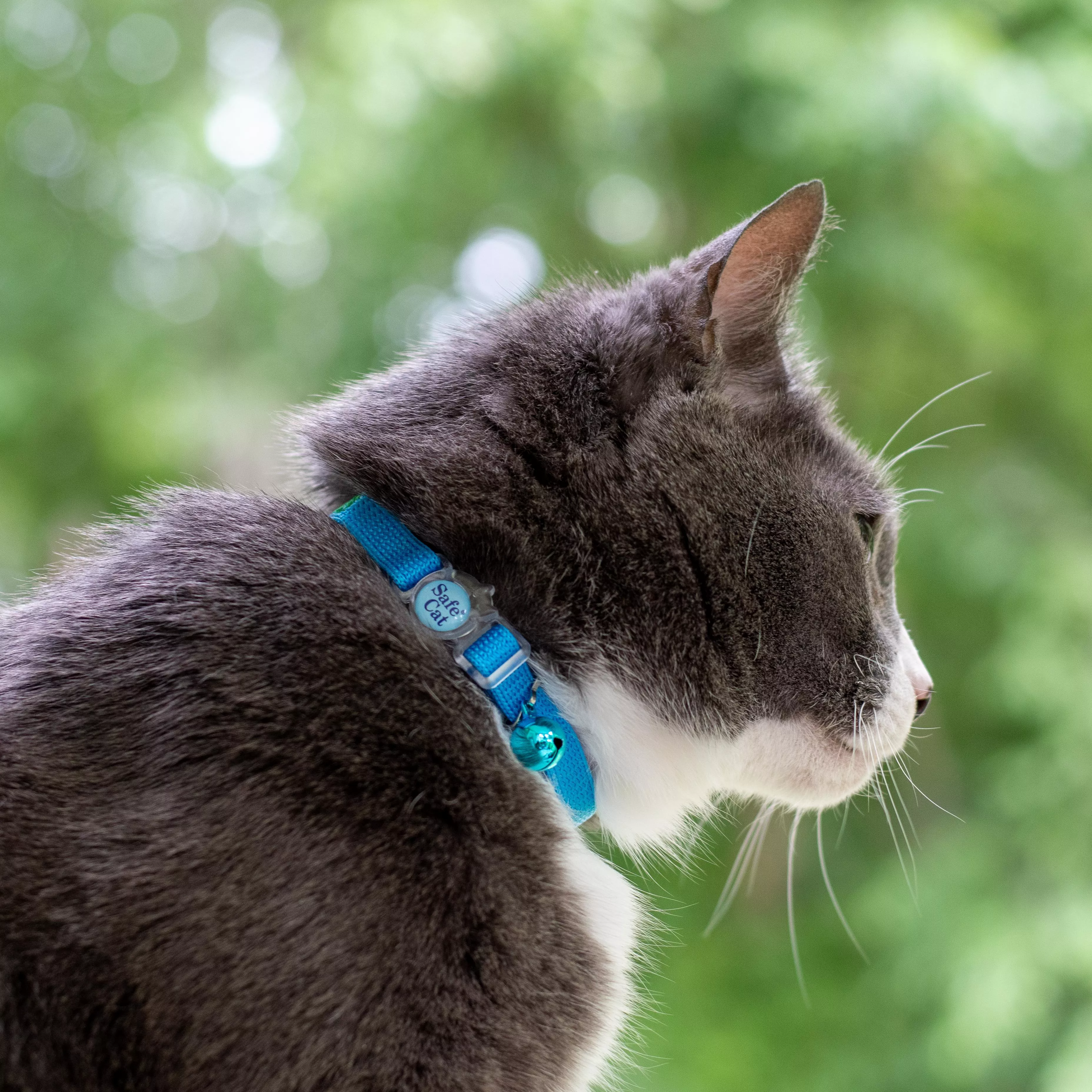 Gray and white cat wearing a bright blue collar, viewed from the side against a blurred green outdoor background.