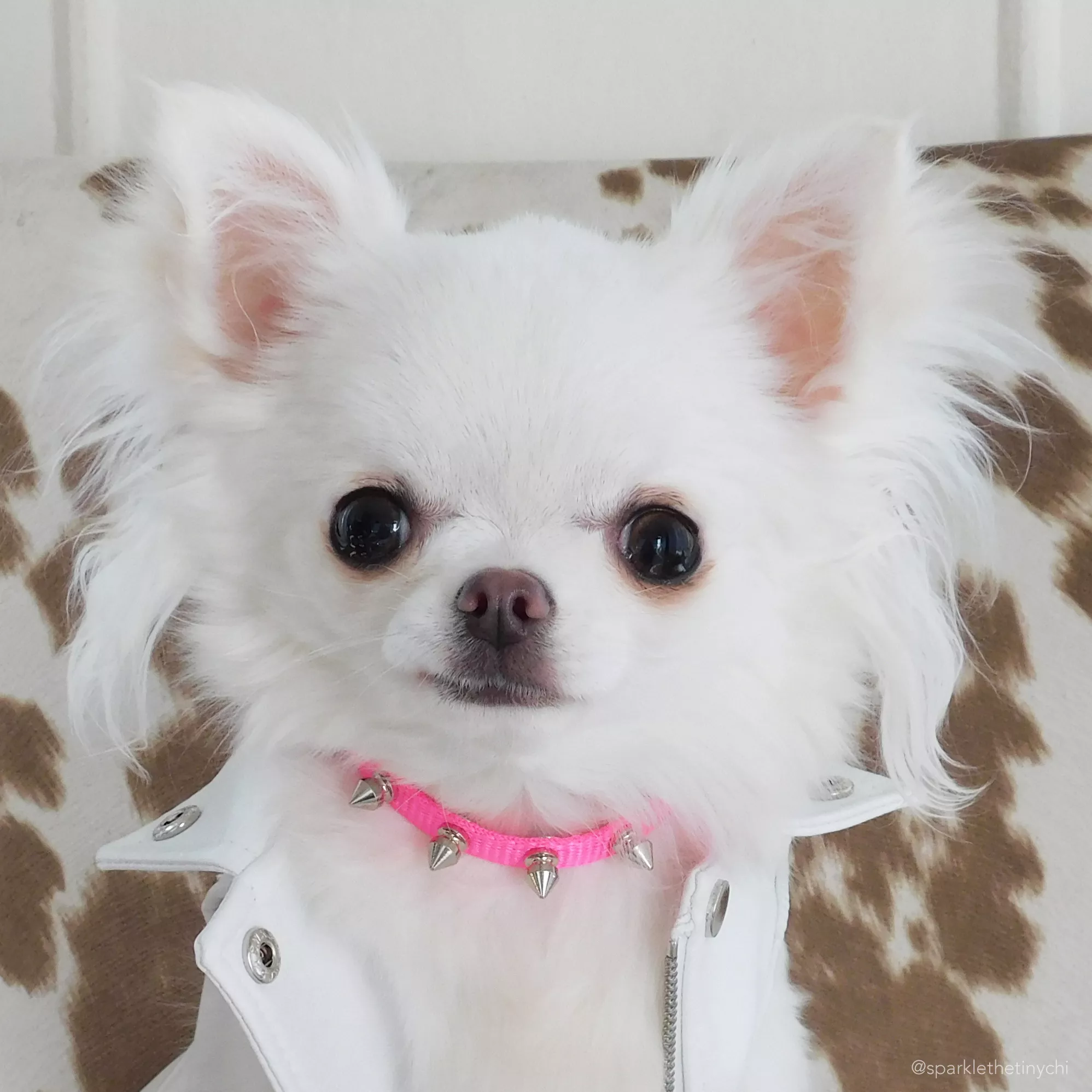 sparklethetinychi copy.jpg